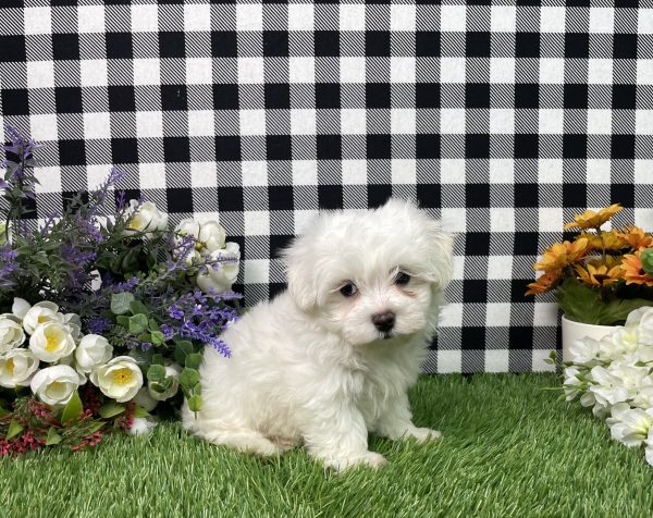 Milo The Maltese - Image 4