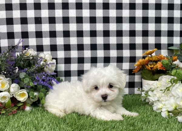 Milo The Maltese - Image 3