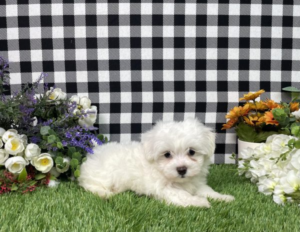 Milo The Maltese - Image 2