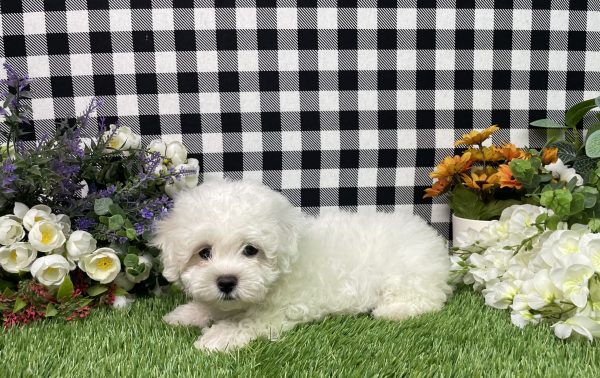 Macie The Maltese - Image 9