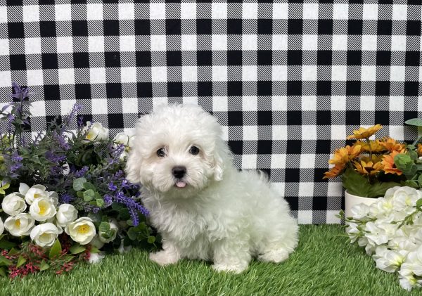 Macie The Maltese - Image 6