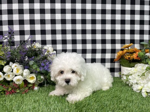 Macie The Maltese - Image 7