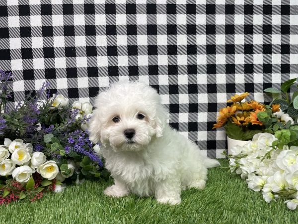 Macie The Maltese - Image 8