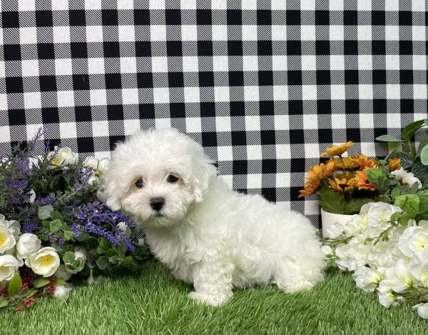 Macie The Maltese - Image 5