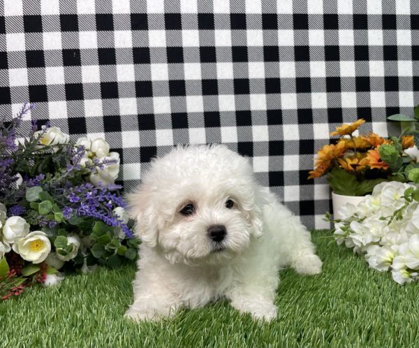 Macie The Maltese - Image 4