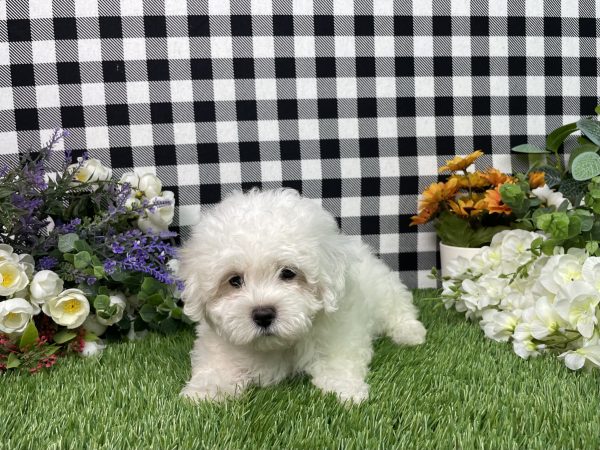 Macie The Maltese - Image 3