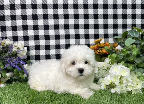 Macie The Maltese - Image 2