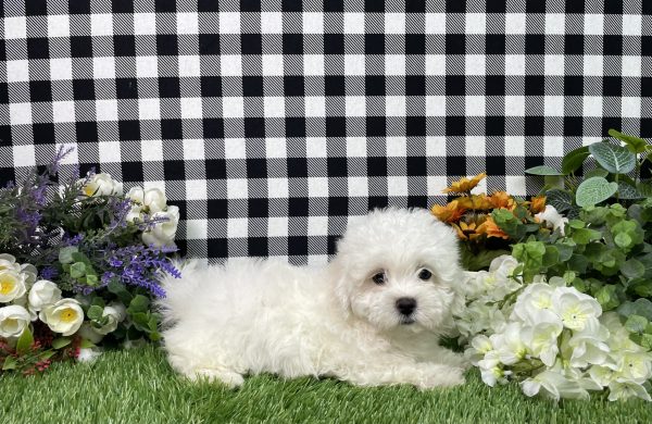 Macie The Maltese
