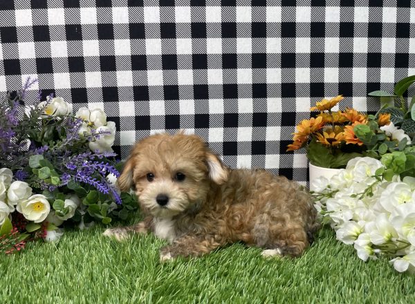 Chase The Morkie - Image 7