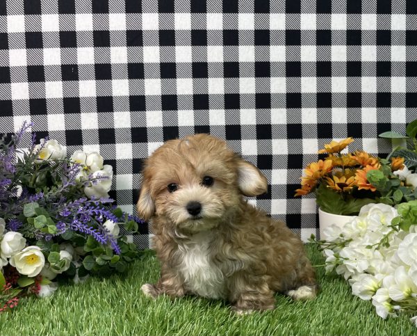 Chase The Morkie - Image 8
