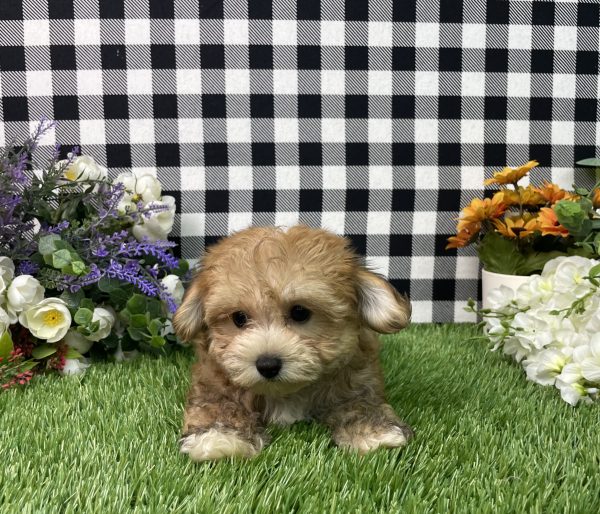 Chase The Morkie - Image 9