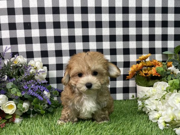Chase The Morkie - Image 6