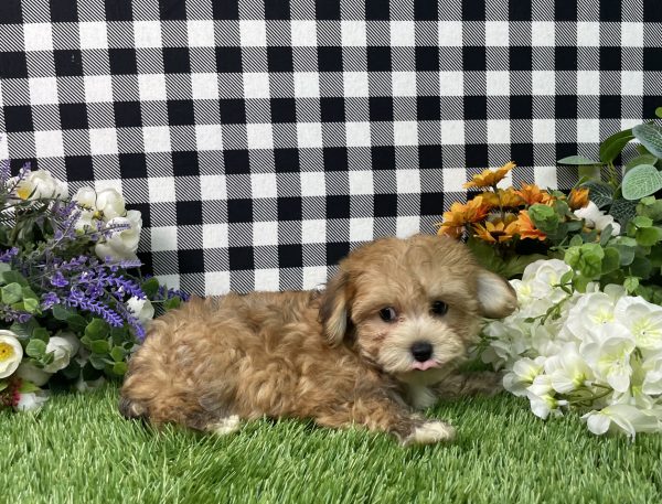 Chase The Morkie - Image 5