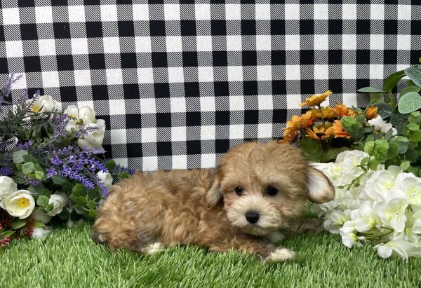 Chase The Morkie - Image 4