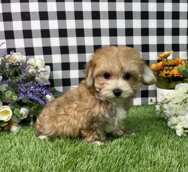 Chase The Morkie