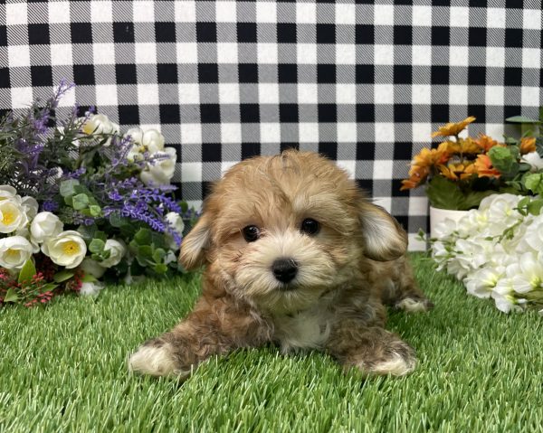 Chase The Morkie - Image 2