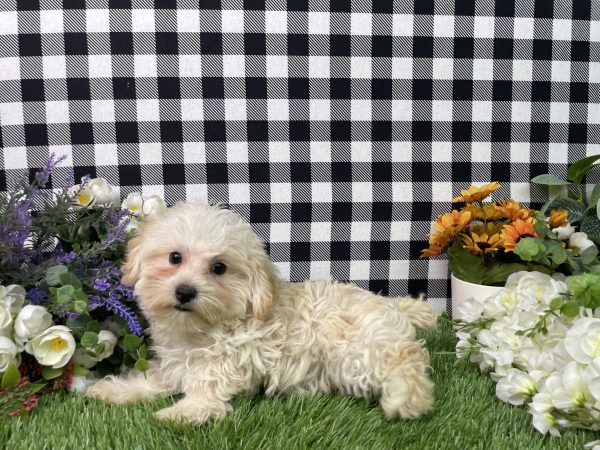 Champ The Morkie - Image 9