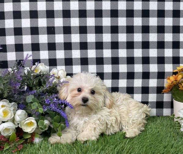 Champ The Morkie