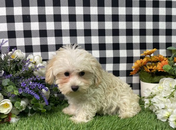 Champ The Morkie - Image 8