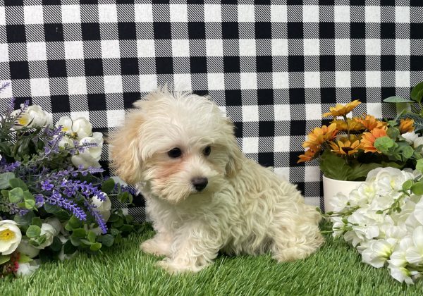 Champ The Morkie - Image 7