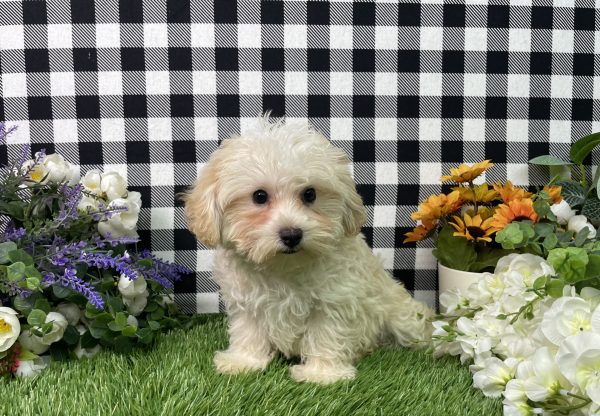 Champ The Morkie - Image 6