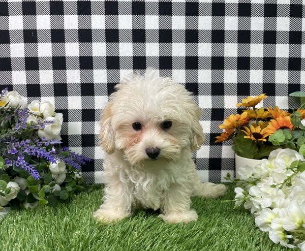 Champ The Morkie - Image 5