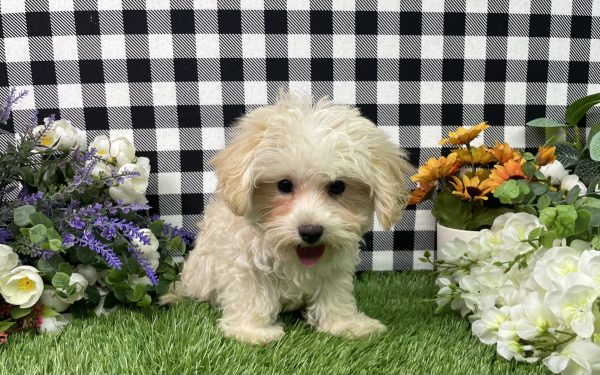 Champ The Morkie - Image 4