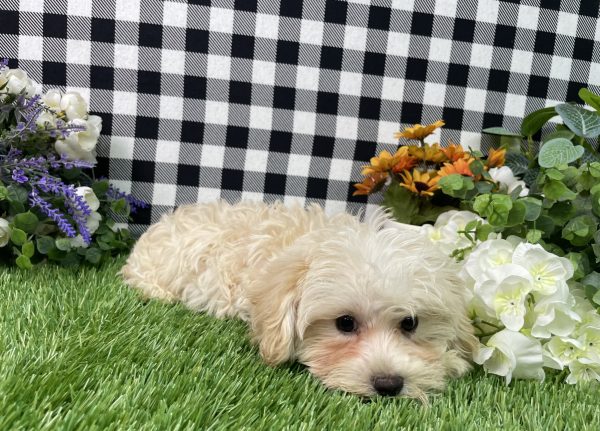 Champ The Morkie - Image 3