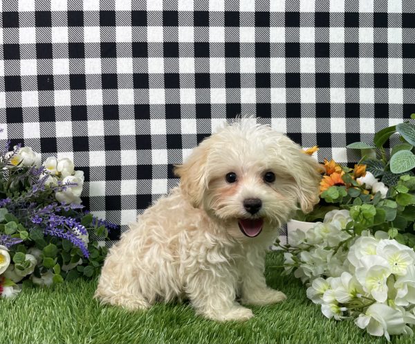 Champ The Morkie - Image 2