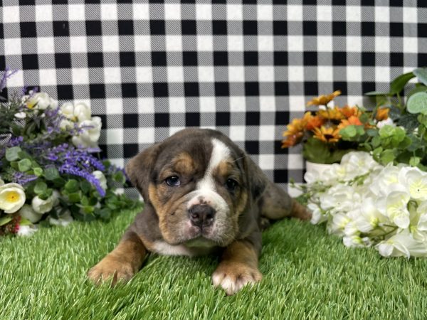 Leah The Beabull - Image 8