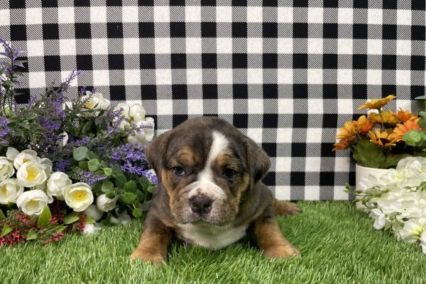 Leah The Beabull - Image 7