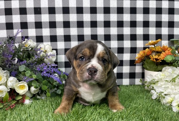Leah The Beabull - Image 6