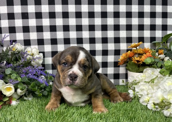Leah The Beabull - Image 5