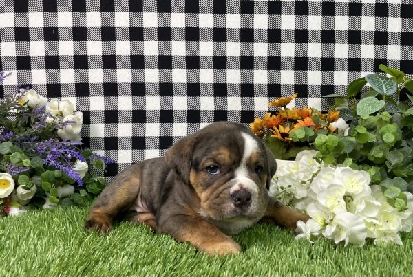 Leah The Beabull - Image 4