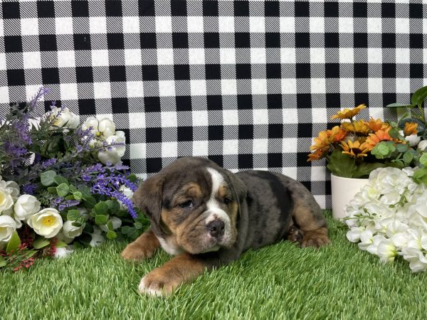 Leah The Beabull - Image 2