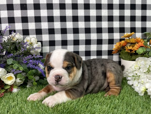 Buster The Beabull - Image 7