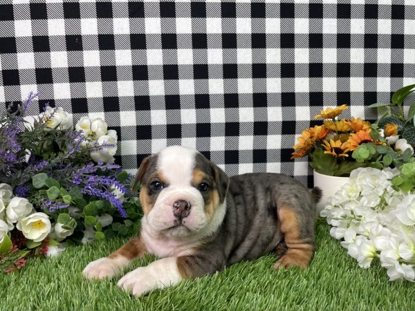 Buster The Beabull - Image 6
