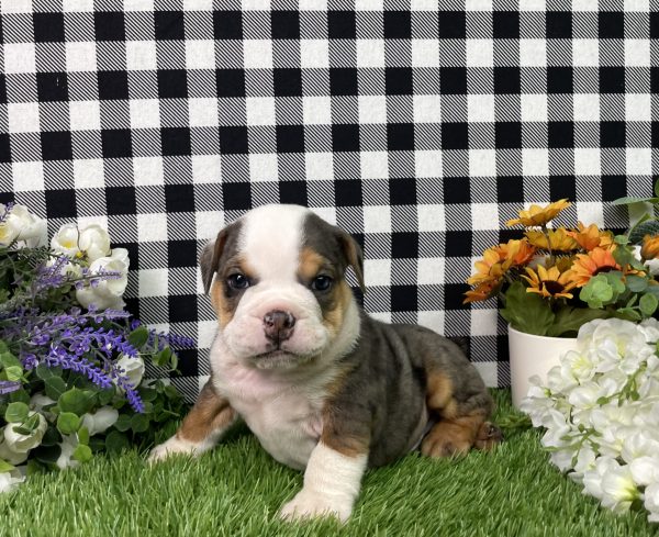 Buster The Beabull