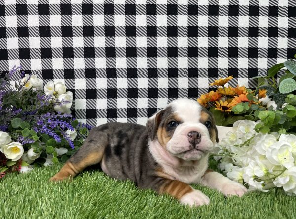 Buster The Beabull - Image 5