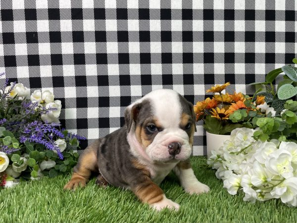 Buster The Beabull - Image 2