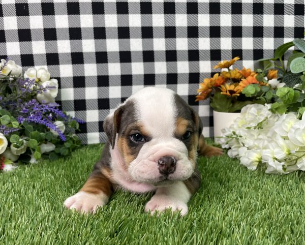 Buster The Beabull - Image 4