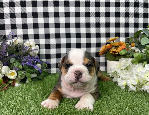 Buster The Beabull - Image 3