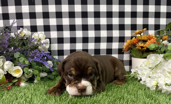 Layla The Beabull - Image 3