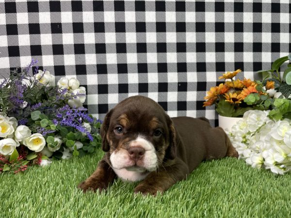 Layla The Beabull - Image 5