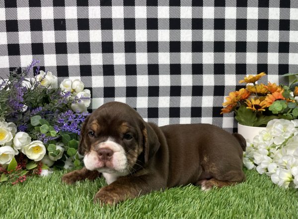 Layla The Beabull