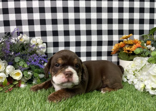 Layla The Beabull - Image 4