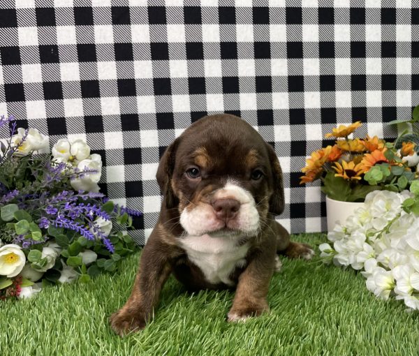 Layla The Beabull - Image 6