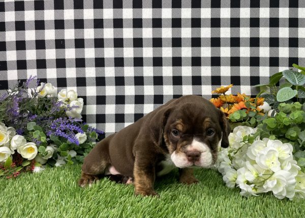 Layla The Beabull - Image 7