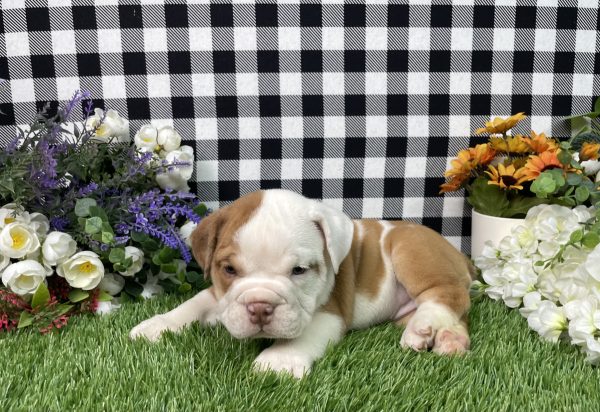 Violet The Beabull - Image 8