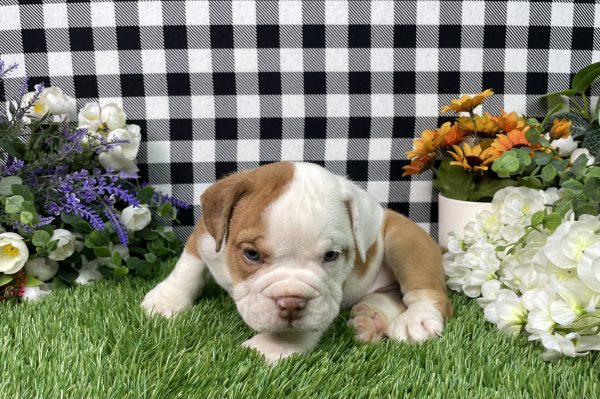 Violet The Beabull - Image 9